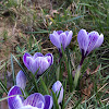 Crocus