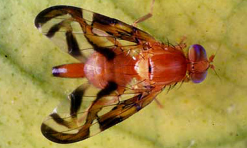 Image result for fruitfly