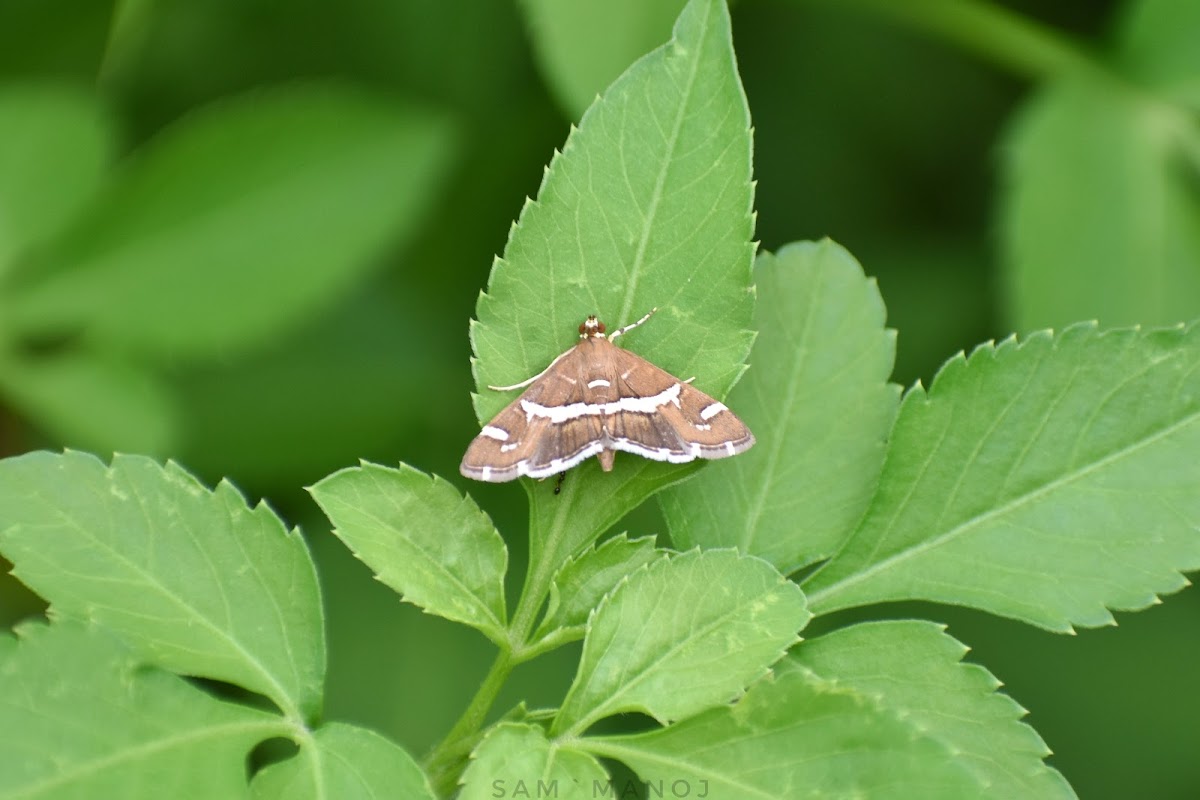 Beet webworm moth