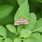 Beet webworm moth