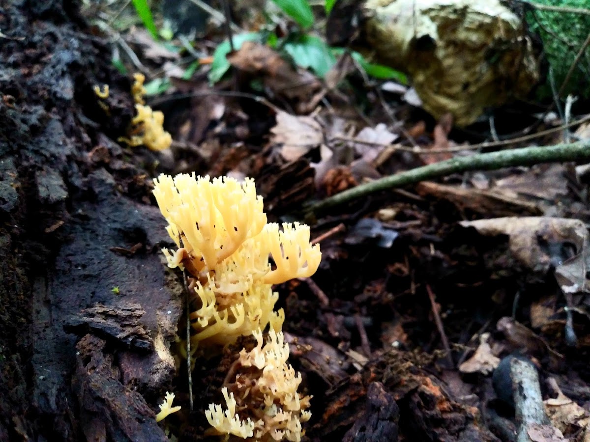 Crown-Tipped Coral