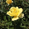 Yellow rose