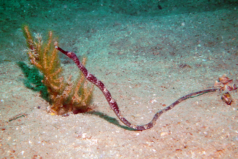 Double-ended pipefish