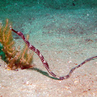 Double-ended pipefish