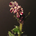 Greek Bugloss, βοΐδόγλωσσα