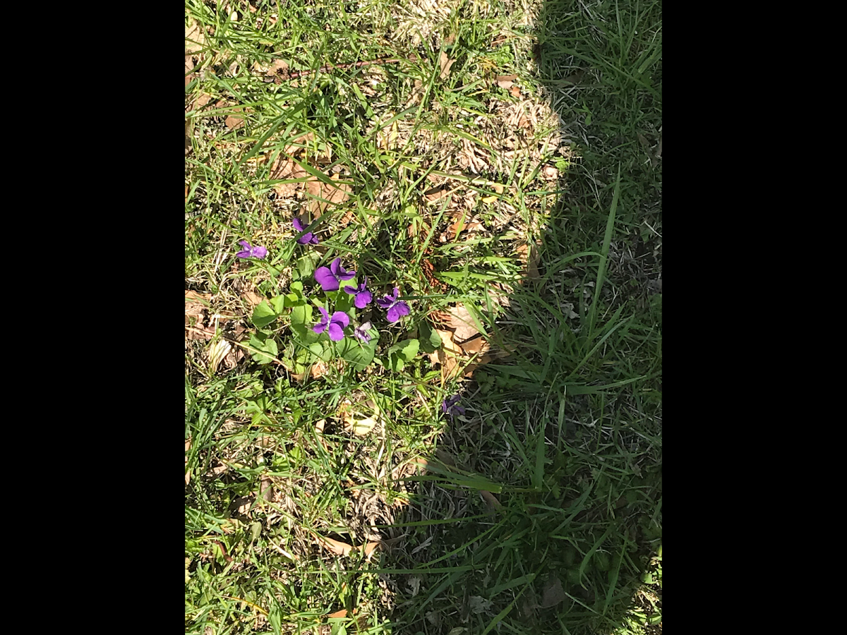 Purple Deadnettle