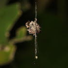 Trashline Orb-weaver Spider