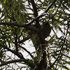 Blackcap; Curruca Capirotada