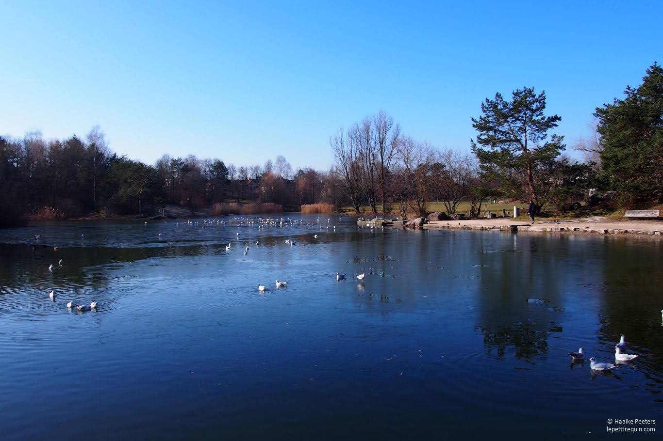 Irchelpark (Le petit requin)