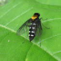 Golden-backed Snipe Fly