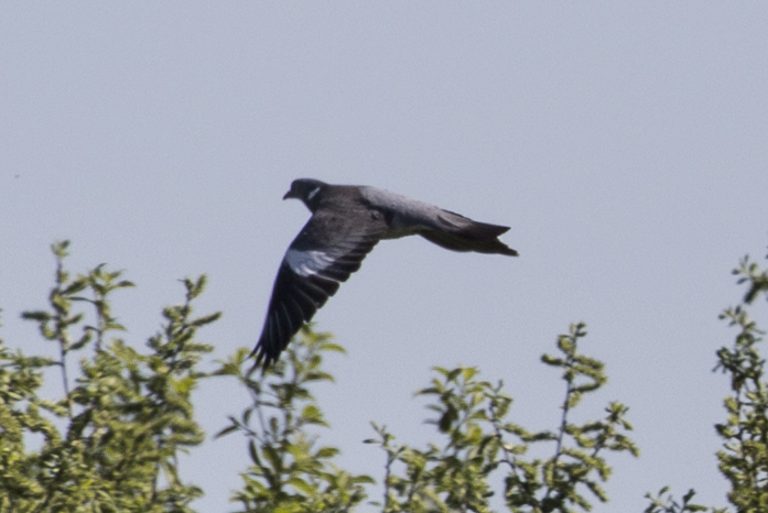 Woodpigeon