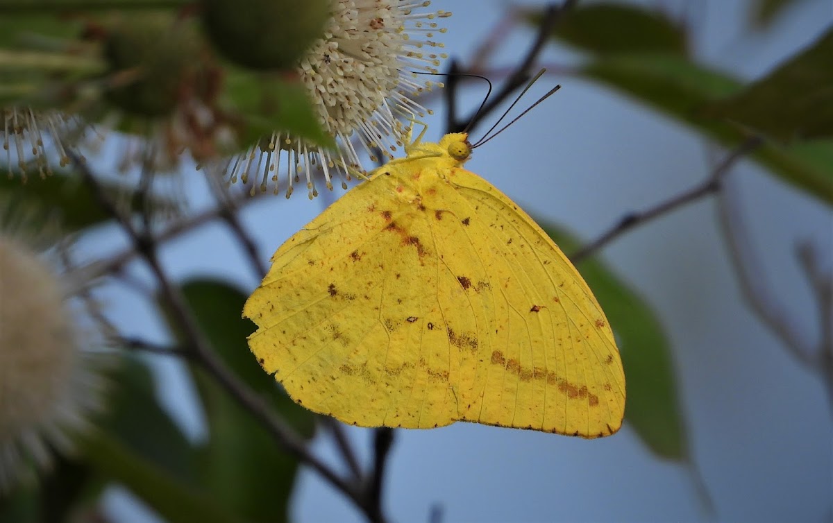 Large orange sulphur