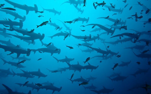 School of Sharks Swims Gracefully in Vibrant screenshot 2