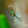 Decorative Leucauge ♀