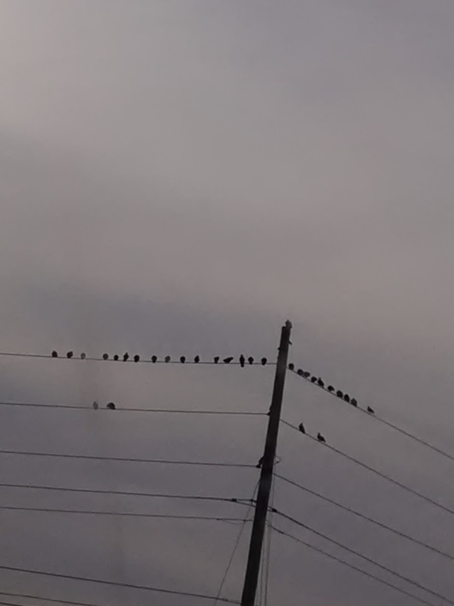 Crows