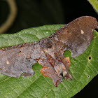 Uranid moth