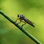 Robber Flies