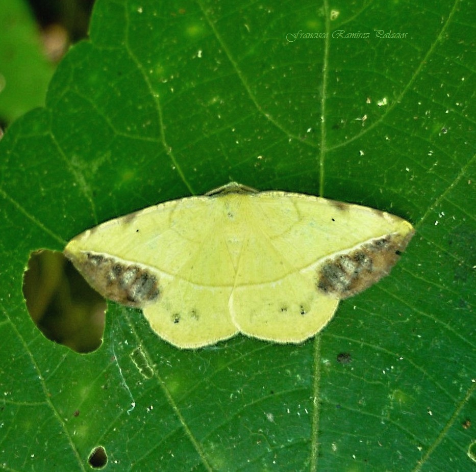 Eusarca Moth