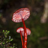 Ruby Bonnet