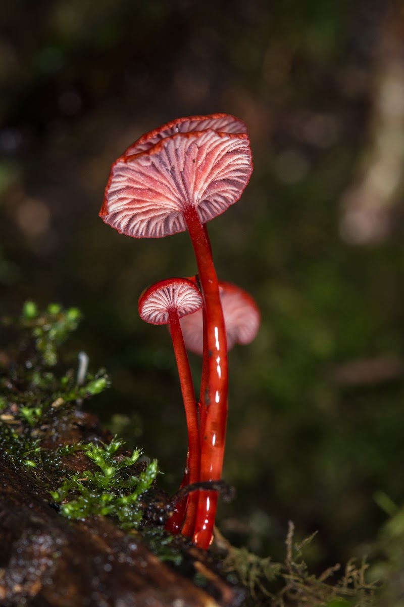 Ruby Bonnet