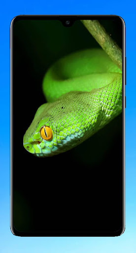 Download Snake Wallpaper 4k Free For Android Snake Wallpaper 4k Apk Download Steprimo Com