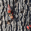 African Cotton Stainer