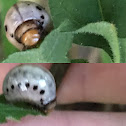 false potato beetle