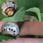 false potato beetle