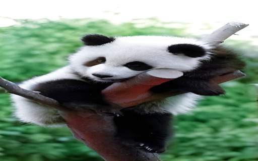 Panda lying on a tree wallpaper screenshot 1