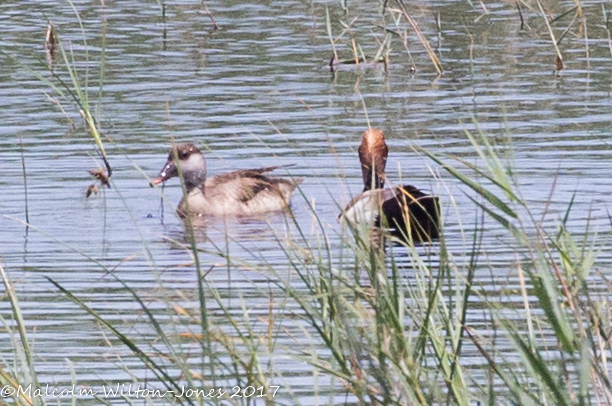 Red-crested Pochard; Pato Colorado