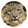 Snow Leopard New Tab HD Top Wallpapers Theme