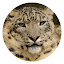 Snow Leopard New Tab HD Top Wallpapers Theme