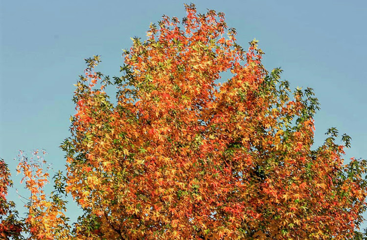 ソアラの愛車撮影・写活・自己満足の世界・アナログメーターが好きに関するカスタム事例の投稿画像4枚目