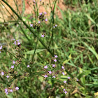 Brazilian Vervain