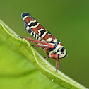 Sharpshooter Leafhopper