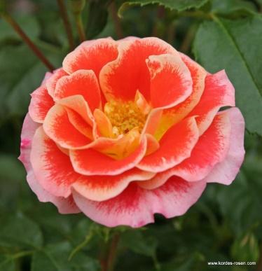 Airbrush® | Floribunda Roses | Shop By Type | Garden roses | Rosen-Kordes