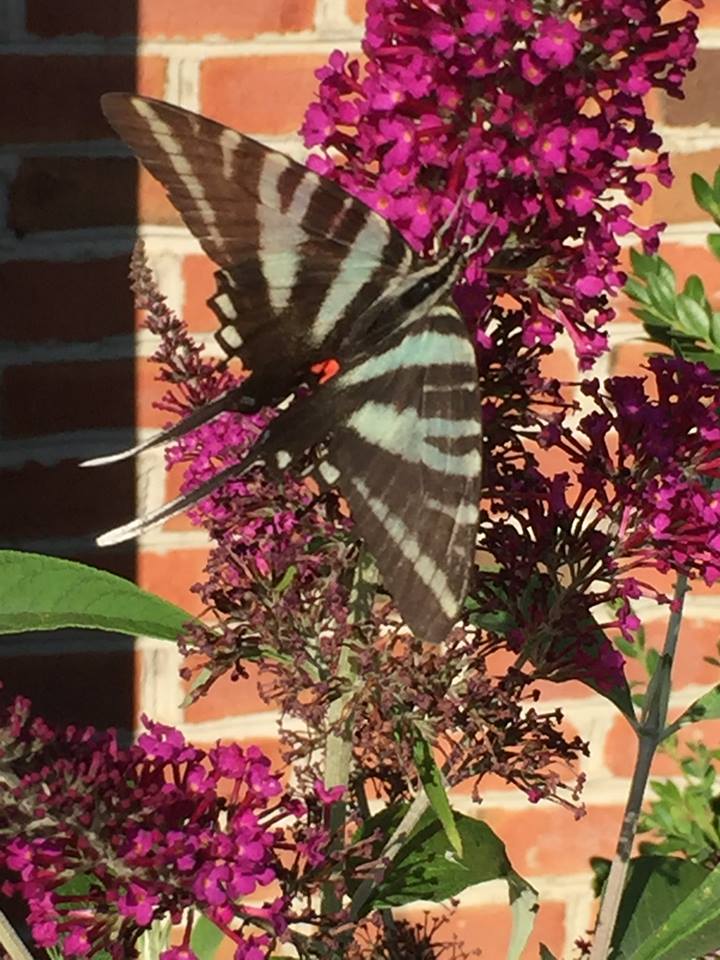 Zebra Swallowtail