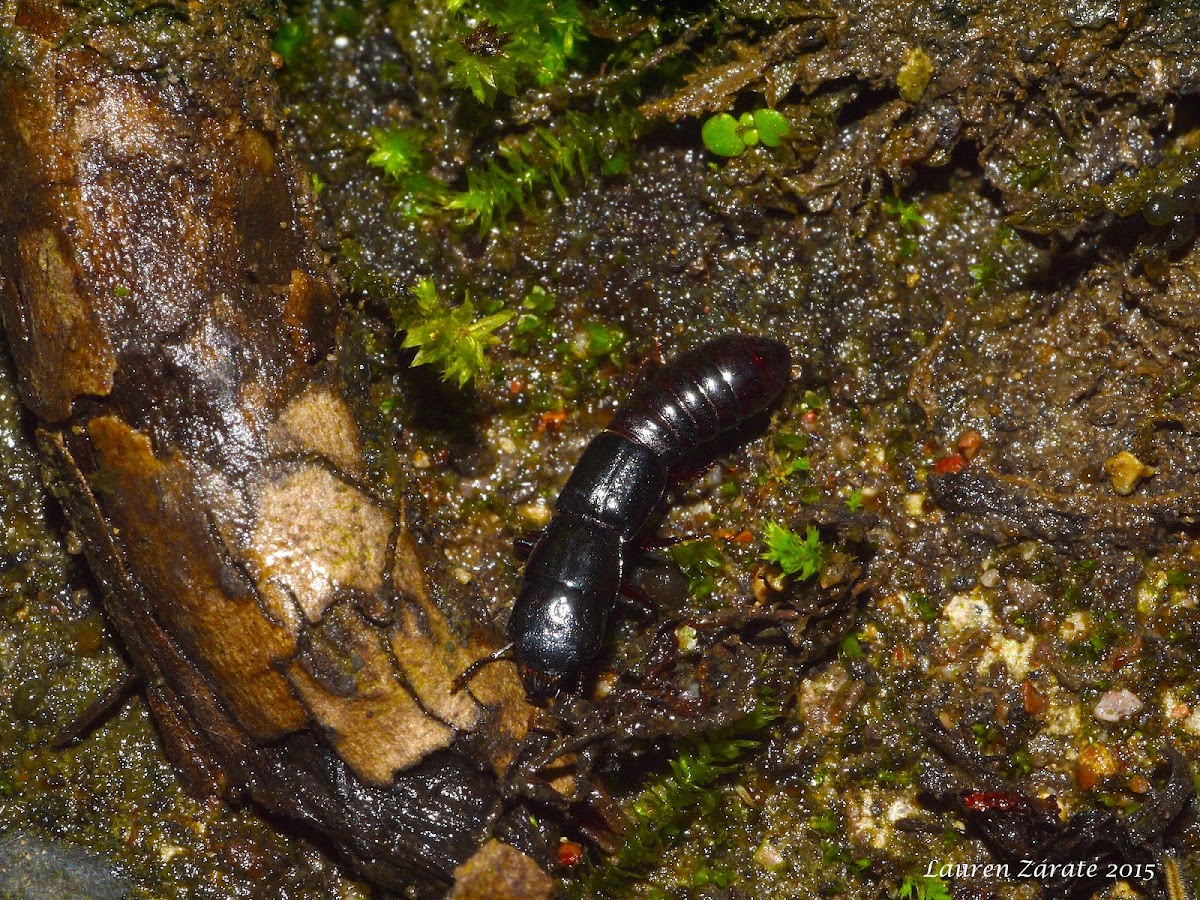 Rove Beetle