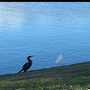 Black-Headed Heron