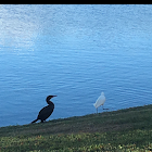 Black-Headed Heron