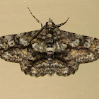 Geometrid moth