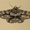 Geometrid moth