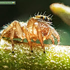 Heavy Jumping Spider