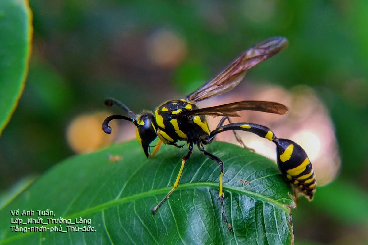 Potter wasp