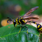 Potter wasp