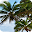 Palm Tree Wallpaper Download on Windows