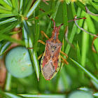 Juniper Shield Bug