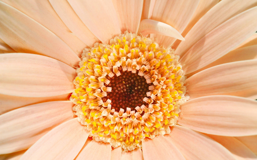 Giant flower Preview 1