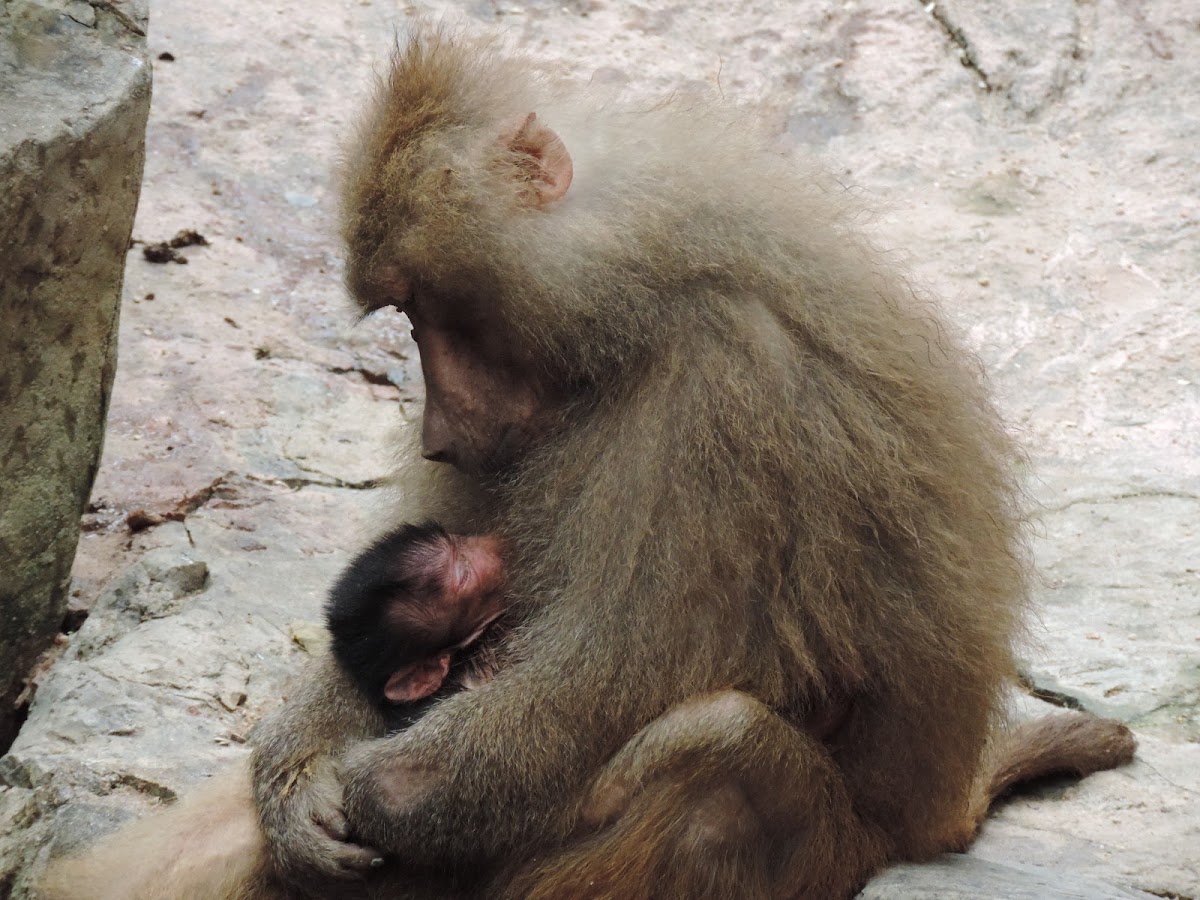 Hamadryas baboon