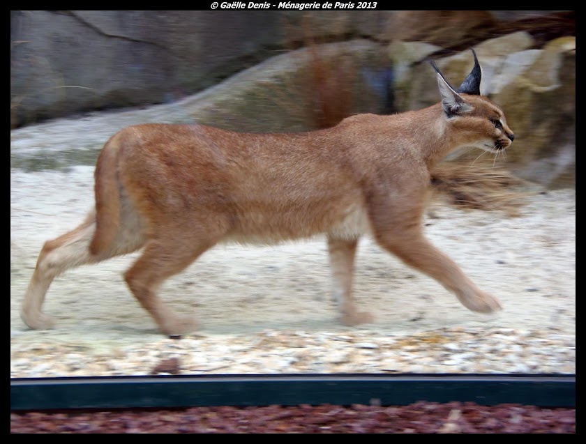 Caracal, Ménagerie du Jardin des Plantes - Tous droits réservés